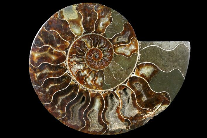Cut Ammonite Fossil (Half) - Agatized #121484
